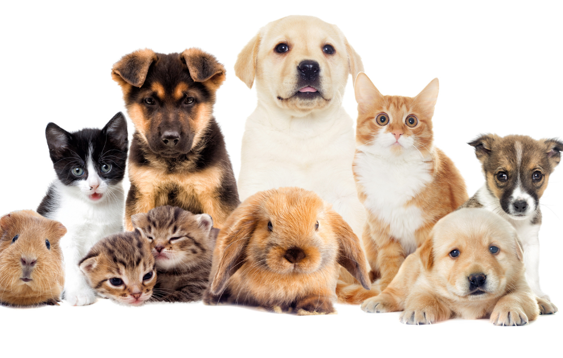 Assurance Animaux