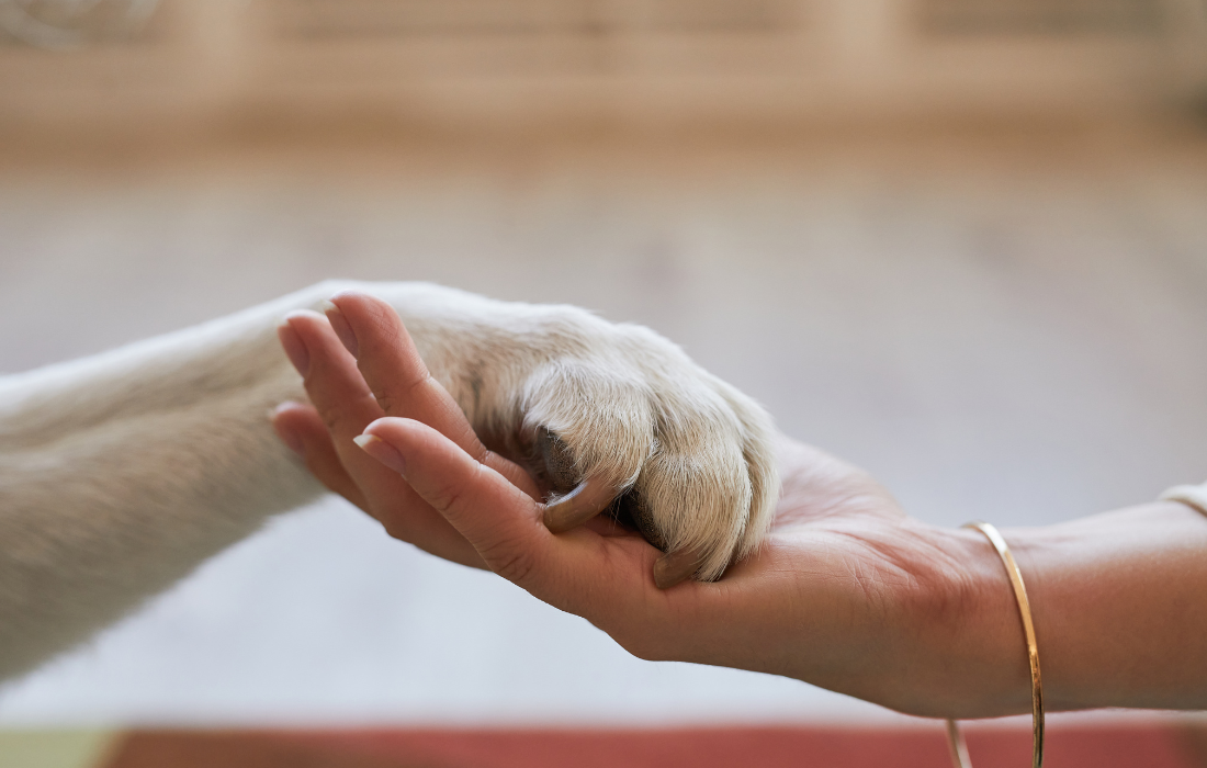 Assurance Animaux