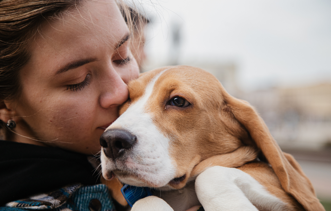 Assurance Animaux